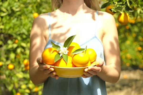 Yerli malı portakal ağacı çiftlik Bahçe tam güneş ışığı. Harvesti