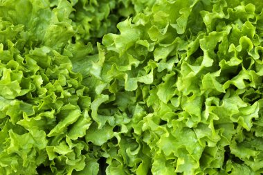 İlkbahar yaz meyve sebze diyet detoks. Hasat yığını kapat. Süpermarket stand temiz ve parlak sebze / meyve ürün yelpazesine sahip. Sağlıklı beslenme kavramı.