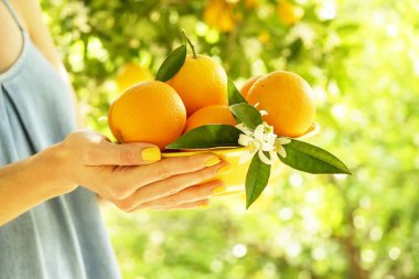 Yerli malı portakal ağacı çiftlik Bahçe tam güneş ışığı. Hasat, meyve toplama, hipster giysili kadın çiftçi el. Mükemmel portakal dalı. Konuksever poz teslim kase meyve dolu kız.