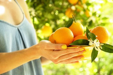 Yerli malı portakal ağacı çiftlik Bahçe tam güneş ışığı. Hasat, meyve toplama, hipster giysili kadın çiftçi el. Mükemmel portakal dalı. Konuksever poz teslim kase meyve dolu kız.