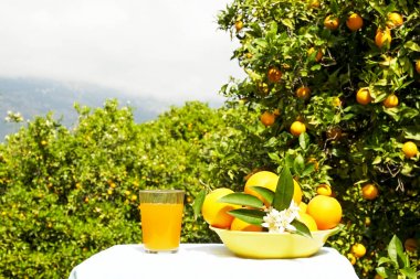 Plantation yetiştirme Çiftliği'nde Dağı. Suyu cam ve sarı kase içeren tablo. Portakal ağacı çiçeği tam