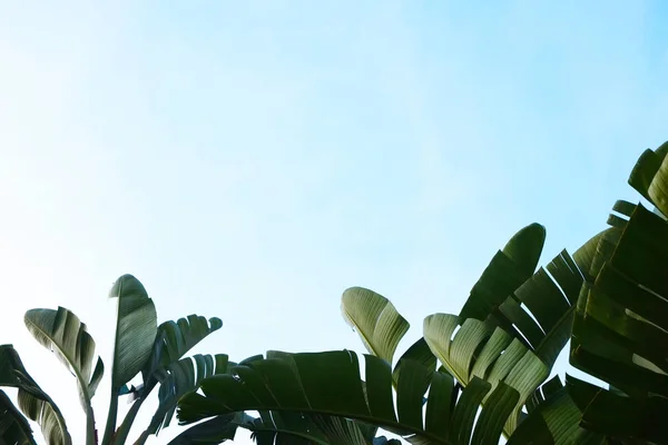 Ramo de hojas de palmera de plátano tropical en rama sin frutos. Concepto de naturaleza libre de contaminación. Fondo de la república del plátano . —  Fotos de Stock