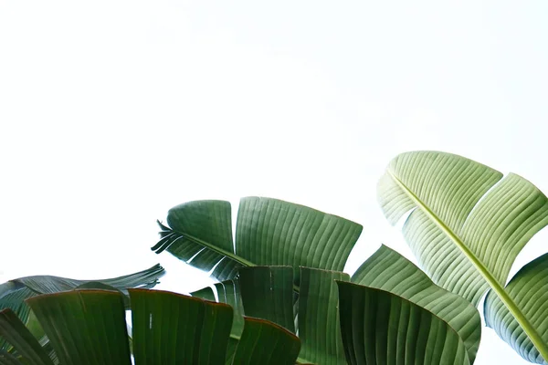 Ramo de hojas de palmera de plátano tropical en rama sin frutos. Concepto de naturaleza libre de contaminación. Fondo de la república del plátano . —  Fotos de Stock