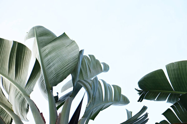 Bunch of tropical banana palm leaves on branch without fruits. Pollution free nature concept. Banana republic background.