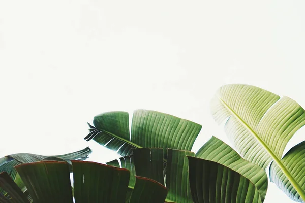 Ramo de hojas de palmera de plátano tropical en rama sin frutos. Concepto de naturaleza libre de contaminación. Fondo de la república del plátano . — Foto de Stock