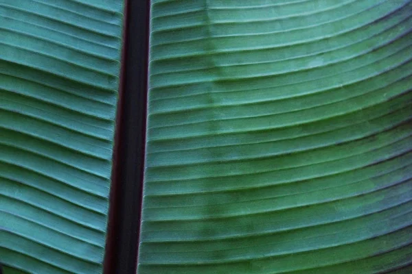 Primer plano imagen recortada de hoja de palma de plátano con estructura de textura visible. Fondo concepto naturaleza verde . — Foto de Stock