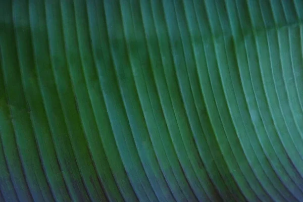 Primer plano imagen recortada de hoja de palma de plátano con estructura de textura visible. Fondo concepto naturaleza verde . — Foto de Stock