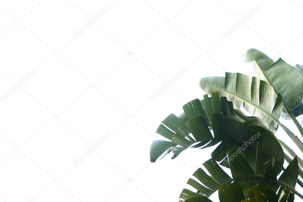 Bunch of tropical banana palm leaves on branch without fruits. Pollution free nature concept. Banana republic background.