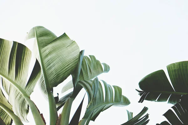 Ramo de hojas de palmera de plátano tropical en rama sin frutos. Concepto de naturaleza libre de contaminación. Fondo de la república del plátano . — Foto de Stock