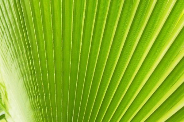 Zbliżenie na liść palmowy pozbawione cukru, kolor Limonkowy z struktury widoczne tekstury. Anty pojęcie zanieczyszczenia. — Zdjęcie stockowe