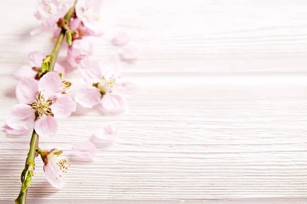 Hermosa composición primaveral con flores florecientes sobre fondo de madera con espacio de copia para texto. Concepto de saludo del día de la madre . — Foto de Stock