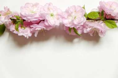 Güzel bahar kompozisyon kopya alanı metin için beyaz zemin üzerine çiçekli çiçekleri ile. Anneler Günü tebrik kavramı.