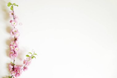 Güzel bahar kompozisyon kopya alanı metin için beyaz zemin üzerine çiçekli çiçekleri ile. Anneler Günü tebrik kavramı.