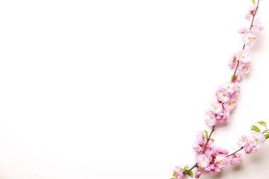 Güzel bahar kompozisyon kopya alanı metin için beyaz zemin üzerine çiçekli çiçekleri ile. Anneler Günü tebrik kavramı.