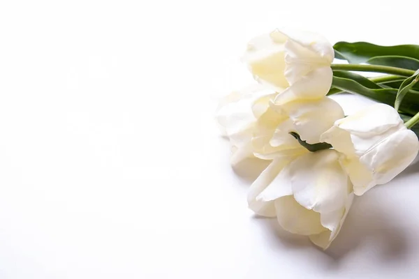 Prachtige voorjaar vakantie bloemen arrangement. Stelletje witte tulpen in feestelijke samenstelling, kopie ruimte voor tekst, witte achtergrond. — Stockfoto