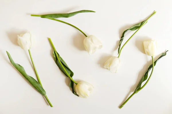 Szép tavaszi ünnepek virágok elrendezésének. Az ünnepi összetétele, másol hely a szöveg, fehér háttér előtt fehér tulipán csokor. — Stock Fotó