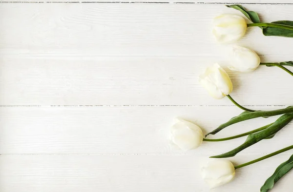 Belos feriados de primavera arranjo de flores. Bando de tulipas brancas em composição festiva, espaço de cópia para texto, fundo branco . — Fotografia de Stock