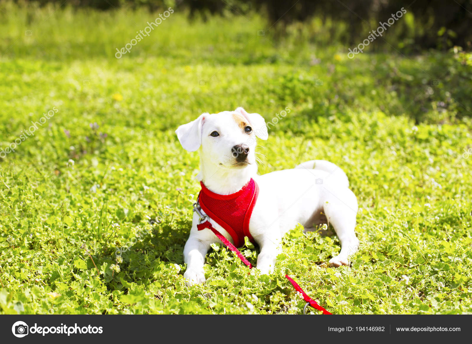 Jeune Petit Chien Avec Drôle Taches Brunes Sur Le Visage