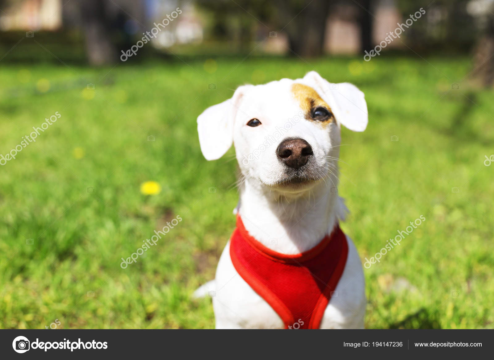 Jeune Petit Chien Avec Drôle Taches Brunes Sur Le Visage