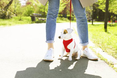 Yüzündeki komik kahverengi leke ile genç küçük doğurmak köpek. Şirin mutlu portre jack russel terrier köpek açık havada, parkta yürümek.