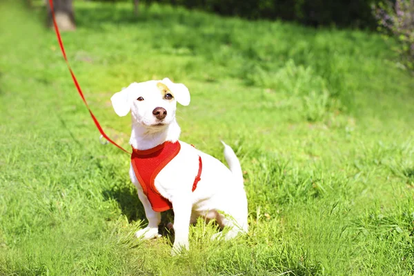 Young small breed dog with funny brown stain on face. Portrait of cute happy jack russel terrier doggy outdoors, walk in the park. — Stock Photo, Image