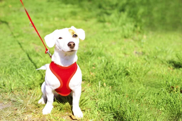 Junge kleine Hunderasse mit lustigen braunen Flecken im Gesicht. Porträt des niedlichen fröhlichen Jack Russel Terrier Doggy im Freien, Spaziergang im Park. — Stockfoto