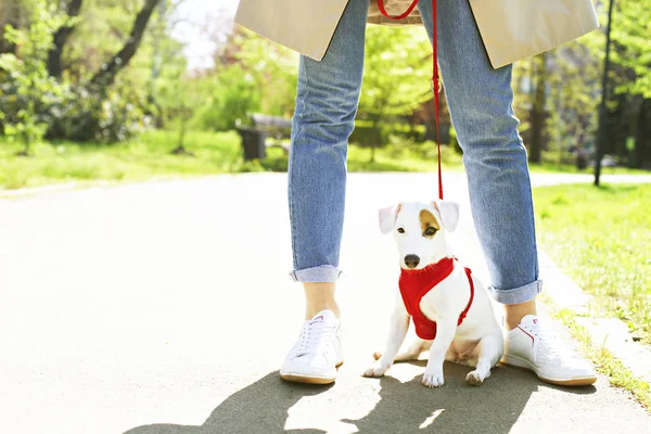 Young small breed dog with funny brown stain on face. Portrait of cute happy jack russel terrier doggy outdoors, walk in the park. — Stock Photo, Image