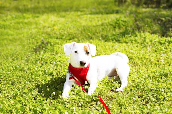 얼굴에 재미 있는 갈색 얼룩과 젊은 작은 품종 개. 행복의 귀여운 초상화 잭 러셀 테리어 강아지를 야외에서, 공원에서 산책. — 스톡 사진