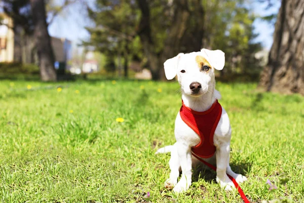 Young small breed dog with funny brown stain on face. Portrait of cute happy jack russel terrier doggy outdoors, walk in the park. — Stock Photo, Image