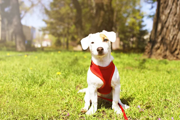 Junge kleine Hunderasse mit lustigen braunen Flecken im Gesicht. Porträt des niedlichen fröhlichen Jack Russel Terrier Doggy im Freien, Spaziergang im Park. — Stockfoto