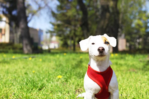 Young small breed dog with funny brown stain on face. Portrait of cute happy jack russel terrier doggy outdoors, walk in the park. — Stock Photo, Image