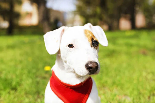 Jeune chien de petite race avec drôle de tache brune sur le visage. Portrait de mignon joyeux Jack russel terrier chien en plein air, promenade dans le parc . — Photo