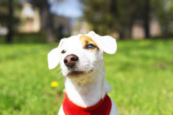 Young small breed dog with funny brown stain on face. Portrait of cute happy jack russel terrier doggy outdoors, walk in the park.