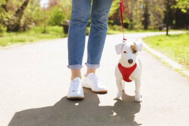 Yüzündeki komik kahverengi leke ile genç küçük doğurmak köpek. Şirin mutlu portre jack russel terrier köpek açık havada, parkta yürümek.