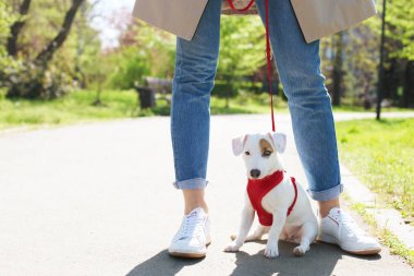 Yüzündeki komik kahverengi leke ile genç küçük doğurmak köpek. Şirin mutlu portre jack russel terrier köpek açık havada, parkta yürümek.