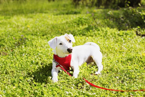 Junge kleine Hunderasse mit lustigen braunen Flecken im Gesicht. Porträt des niedlichen fröhlichen Jack Russel Terrier Doggy im Freien, Spaziergang im Park. — Stockfoto