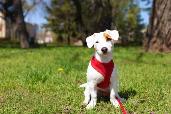 Young small breed dog with funny brown stain on face. Portrait of cute happy jack russel terrier doggy outdoors, walk in the park.