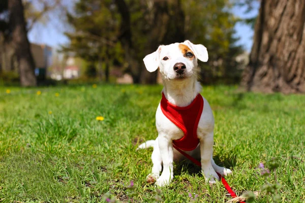 Young small breed dog with funny brown stain on face. Portrait of cute happy jack russel terrier doggy outdoors, walk in the park. — Stock Photo, Image