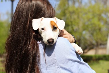 Rear view of attractive young woman hugging cute jack russell terrier puppy in park, green lawn, foliage background. Hipster female, long brunette hair pets her dog on grass. Close up, copy space. clipart