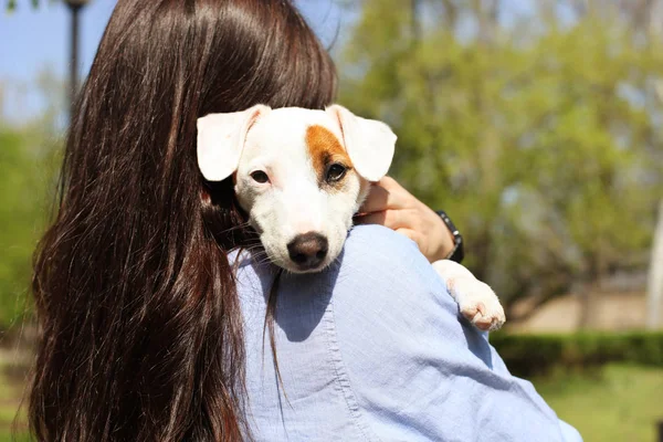 Widok z tyłu z atrakcyjna młoda kobieta, przytulanie Ładna jack russell Terier szczeniak w parku, zielony trawnik tło liści. Hipster Kobieta, włosy długie brunetka zwierzęta jej psa na trawie. Bliska, kopiować miejsca. — Zdjęcie stockowe