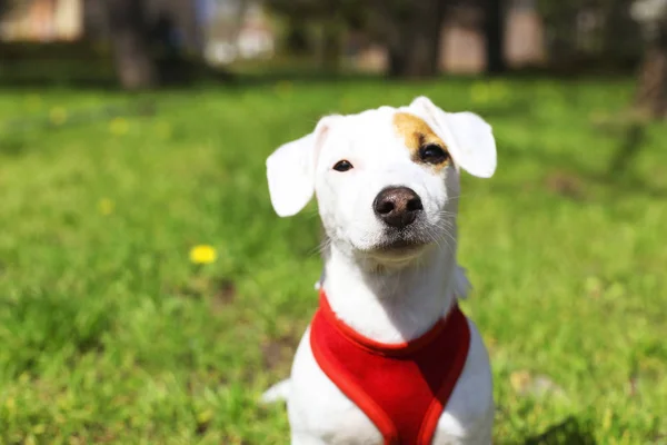 Young small breed dog with funny brown stain on face. Portrait of cute happy jack russel terrier doggy outdoors, walk in the park.