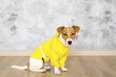 Yerde oturan sarı paltolu küçük bir köpek..