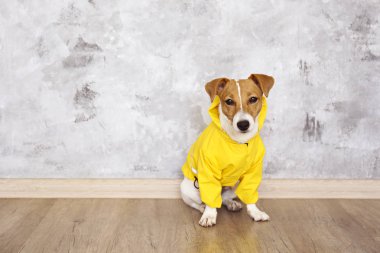 Yerde oturan sarı paltolu küçük bir köpek..