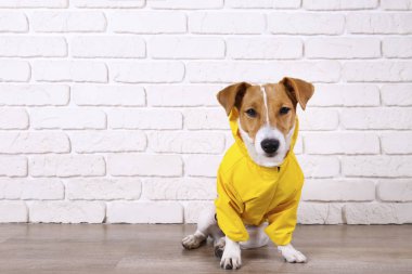 Yerde oturan sarı paltolu küçük bir köpek..