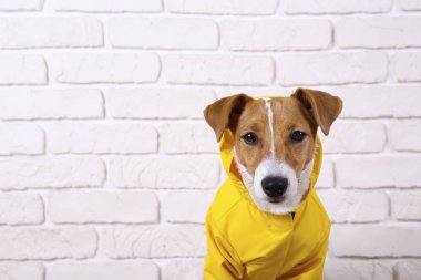 Yerde oturan sarı paltolu küçük bir köpek..