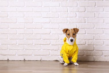 Yerde oturan sarı paltolu küçük bir köpek..