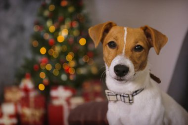 Kış tatili dekorasyonu olan sevimli bir evcil hayvan.