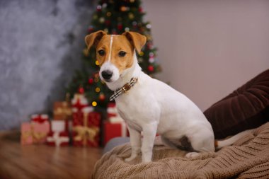 Kış tatili dekorasyonu olan sevimli bir evcil hayvan.