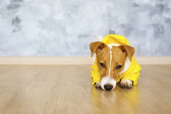 Kleiner Mischlingshund mit gelbem Fell sitzt auf dem Fußboden. — Stockfoto