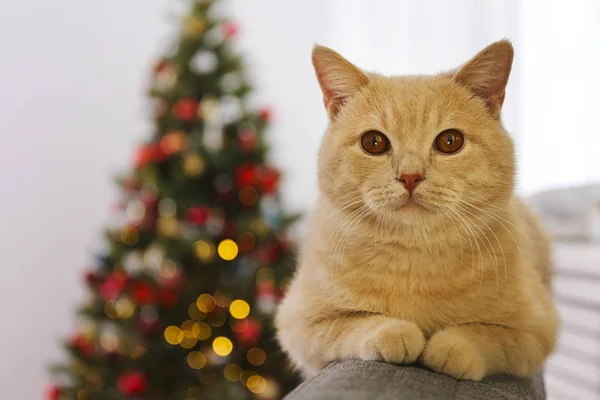 Adorable mascota en casa con decoraciones de temporada navideña de invierno — Foto de Stock